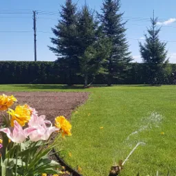 Nawadnianie trawnika zraszaczem obrotowym, rabata z tulipanami w pierwszym planie, w tle rząd świerków i żywopłot z tui.