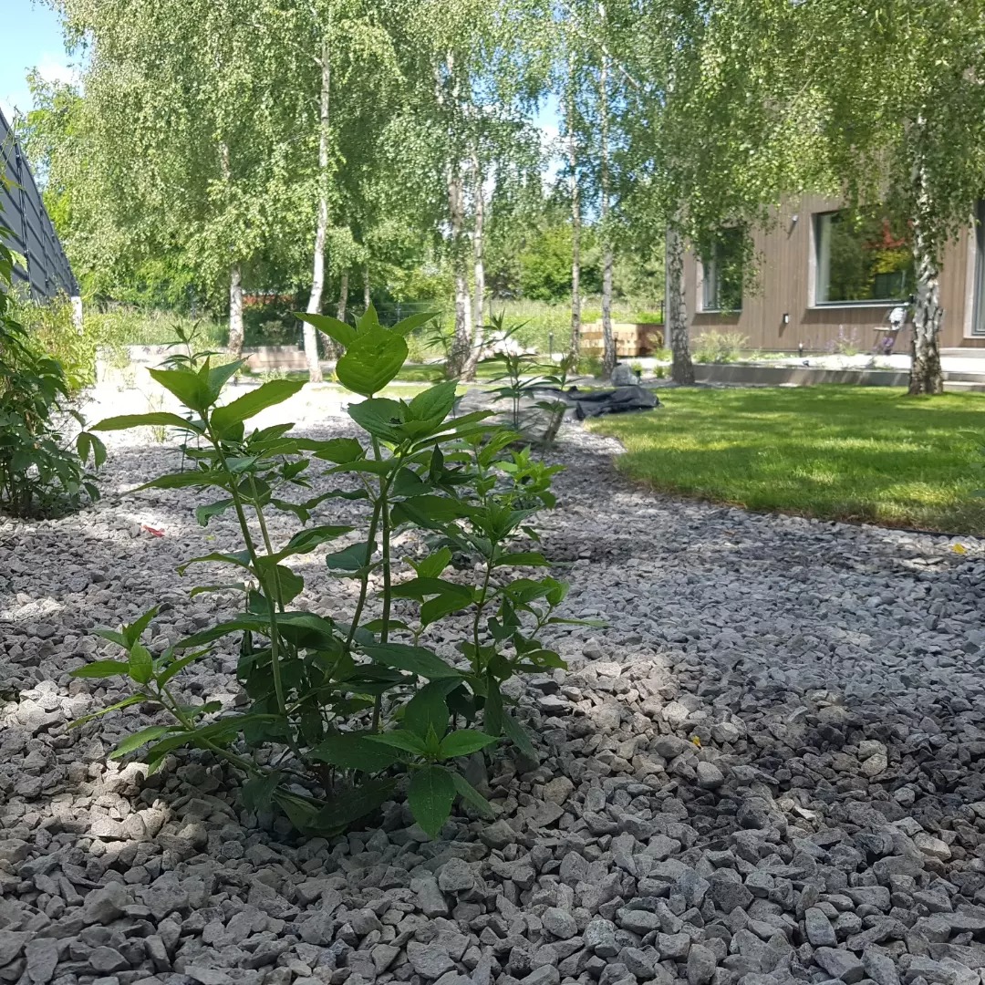 Młode sadzonki w żwirowym podłożu na tle domu z drewnianą elewacją i wysokich brzóz.