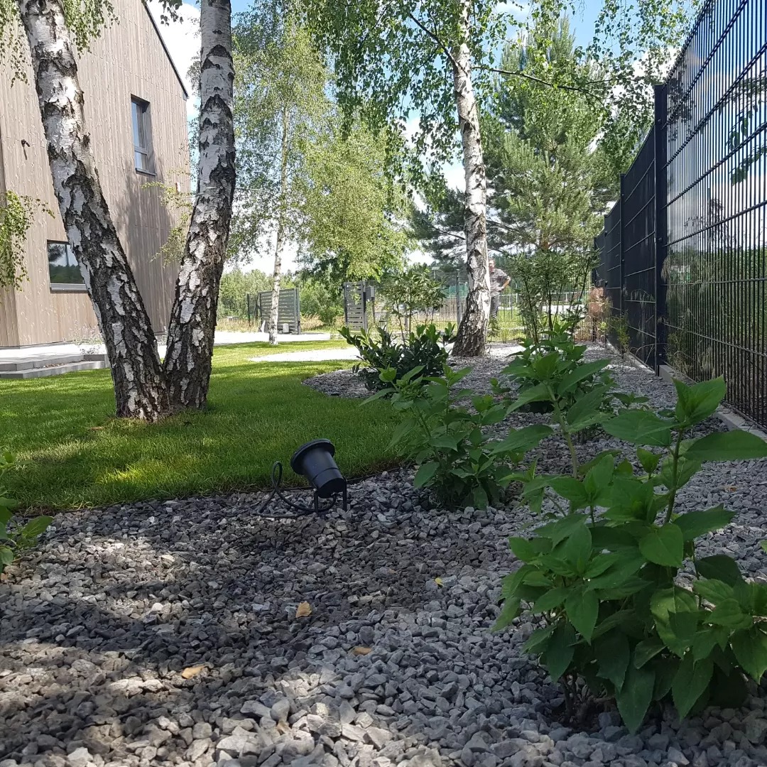 Ogród z młodymi roślinami, obsypany szarym żwirem, z lampą ogrodową i brzozami w tle, ogrodzony nowoczesnym, czarnym płotem.