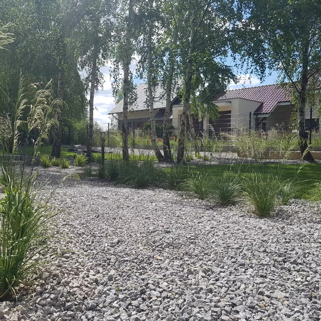 Ogród z wysypanym szarym żwirem, z nasadzeniami z traw ozdobnych i rzędem brzóz na tle domu z czerwonym dachem.