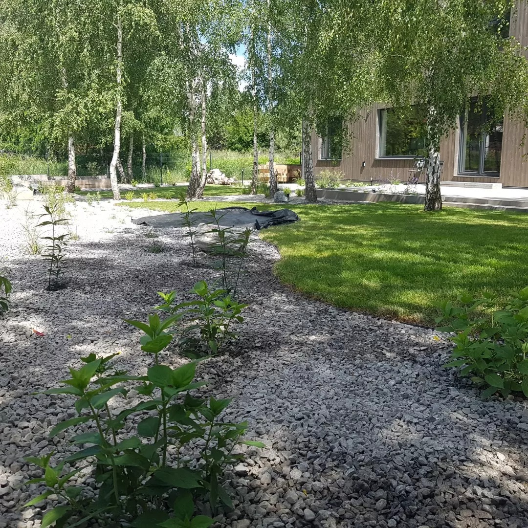 Nowoczesny ogród z białymi brzozami, szarą żwirową rabatą, młodymi sadzonkami i idealnie przystrzyżonym trawnikiem przylegającym do drewnianego domu.