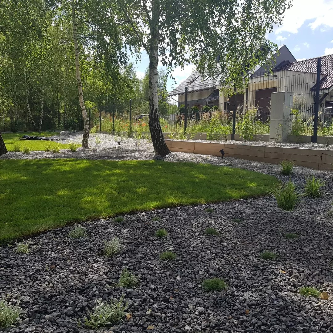 Nowoczesny ogród z trawnikiem, wysypany szarym grysem, z młodymi drzewami brzozy i drewnianym obrzeżem, oświetlony małymi lampkami.