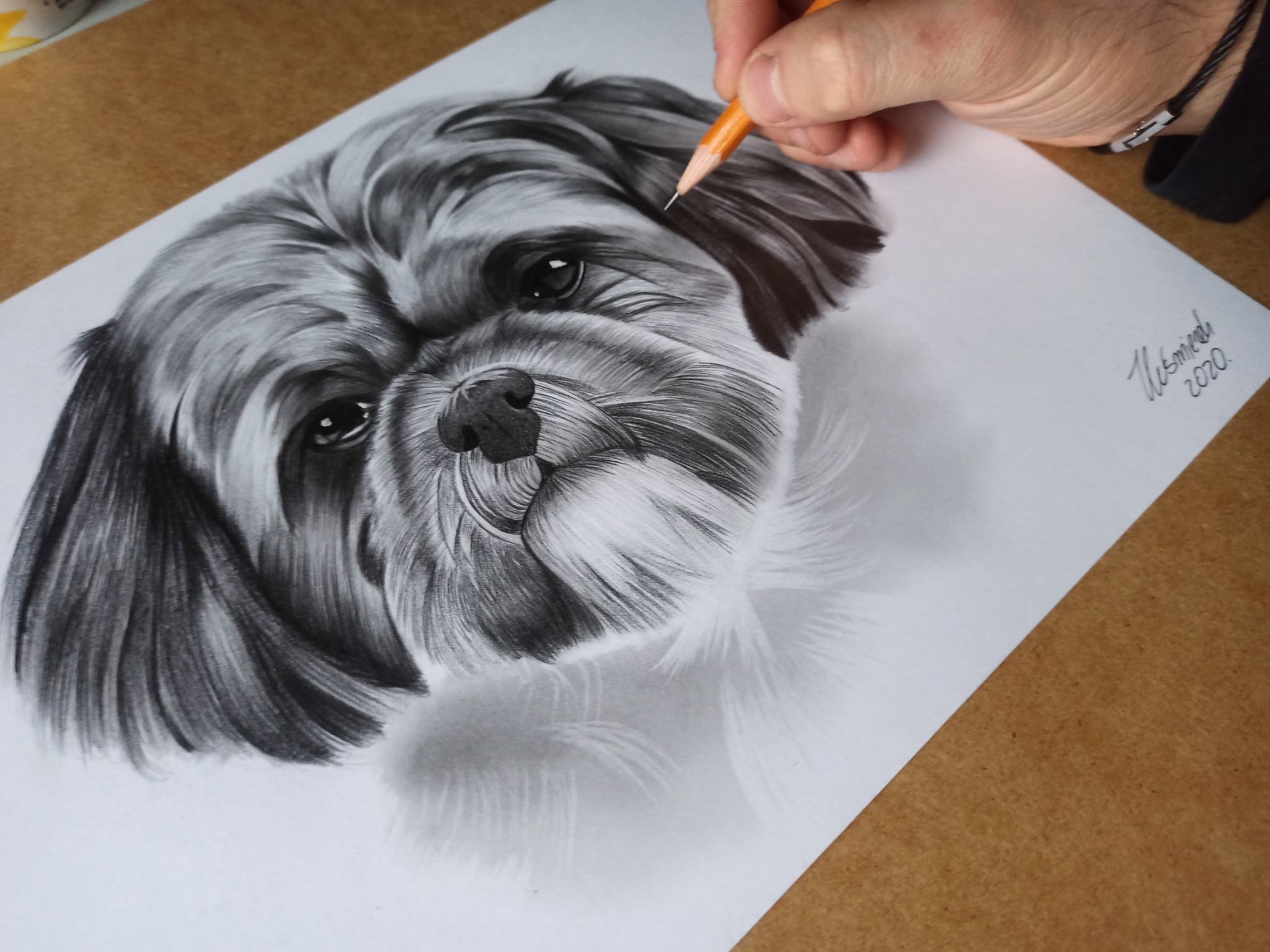 Ręka rysuje portret psa rasy Shih Tzu ołówkiem na białym papierze, widoczny podpis artysty i rok 2020.