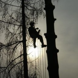 Wycinka drzew alpinistycznie Krzysztof Goźliński - Prace Alpinistyczne Piaseczno