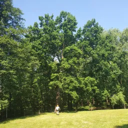 Pracownik w kasku i z narzędziem idzie przez trawnik w kierunku grupy wysokich drzew w słoneczny dzień.