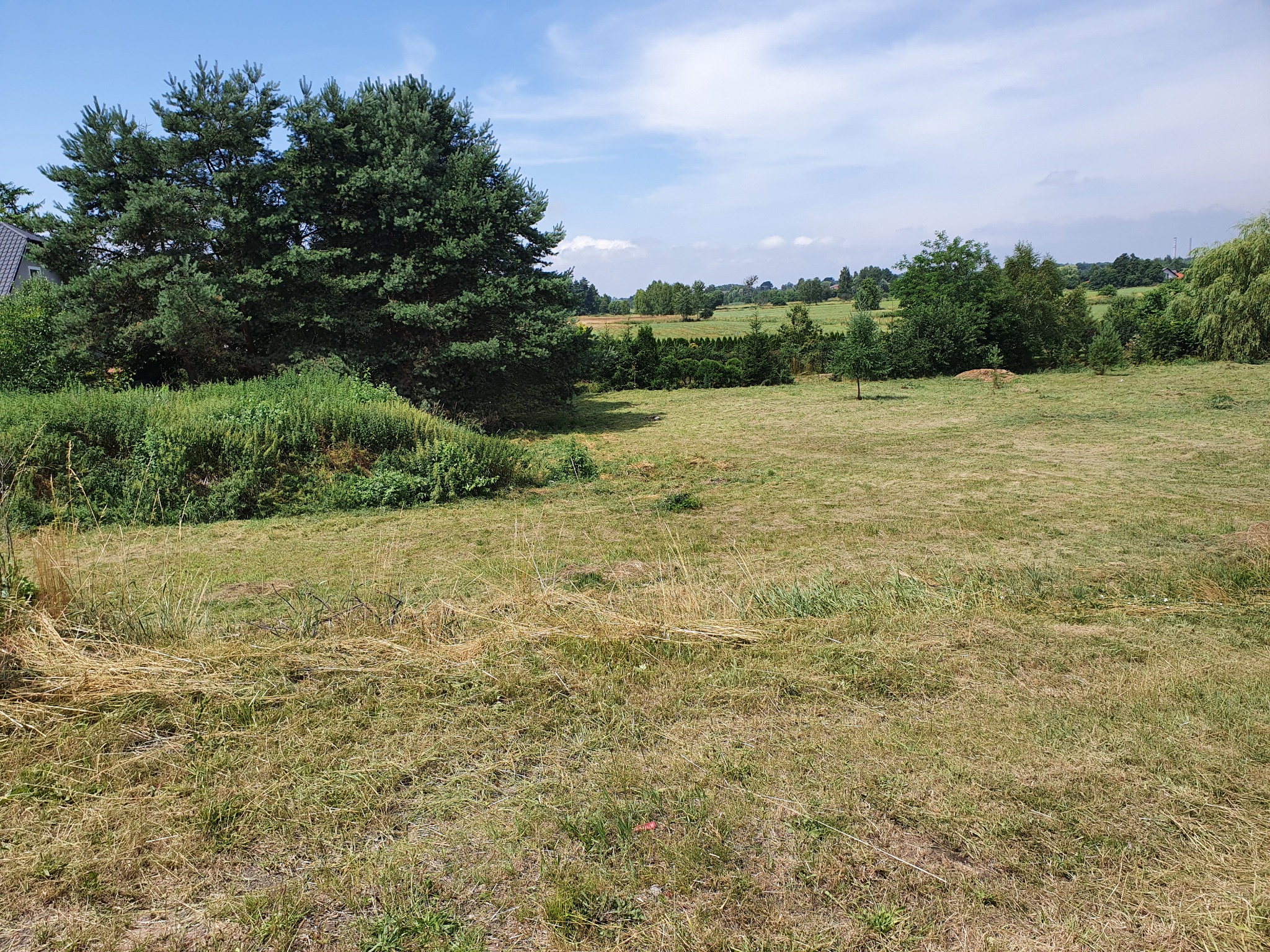 Rozległy trawnik po częściowym skoszeniu, z pozostawionymi pasami ściętej trawy, otoczony drzewami i krzewami, z widokiem na odległe pola i zabudowania pod błękitnym niebem.