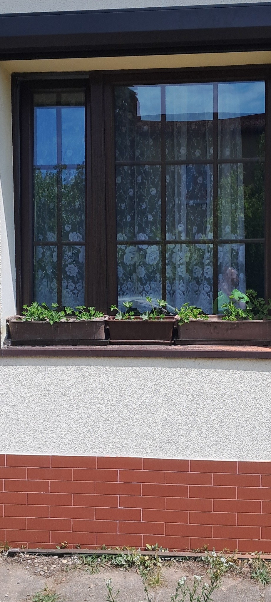Okno z brązową ramą, firanką w kwiaty i trzema doniczkami z zielonymi roślinami na parapecie zewnętrznym. Biała ściana z ceglaną podmurówką.