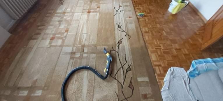 Dysza odkurzacza piorącego leży na dywanie w trakcie czyszczenia, widoczna drewniana podłoga w tle.