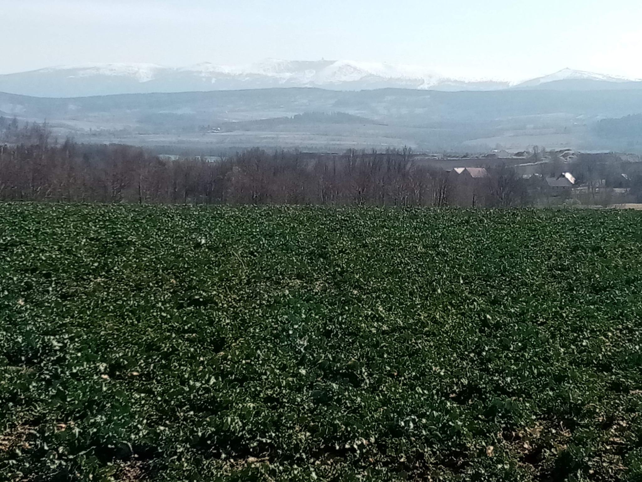 Rozległe pole uprawne z widokiem na odległe, ośnieżone góry pod błękitnym niebem.