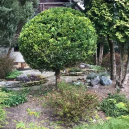 Okrągła tuja na pniu w ogrodzie z kamienną ścieżką i niskimi murkami z kamienia, na trawniku widać żółknące igliwie.