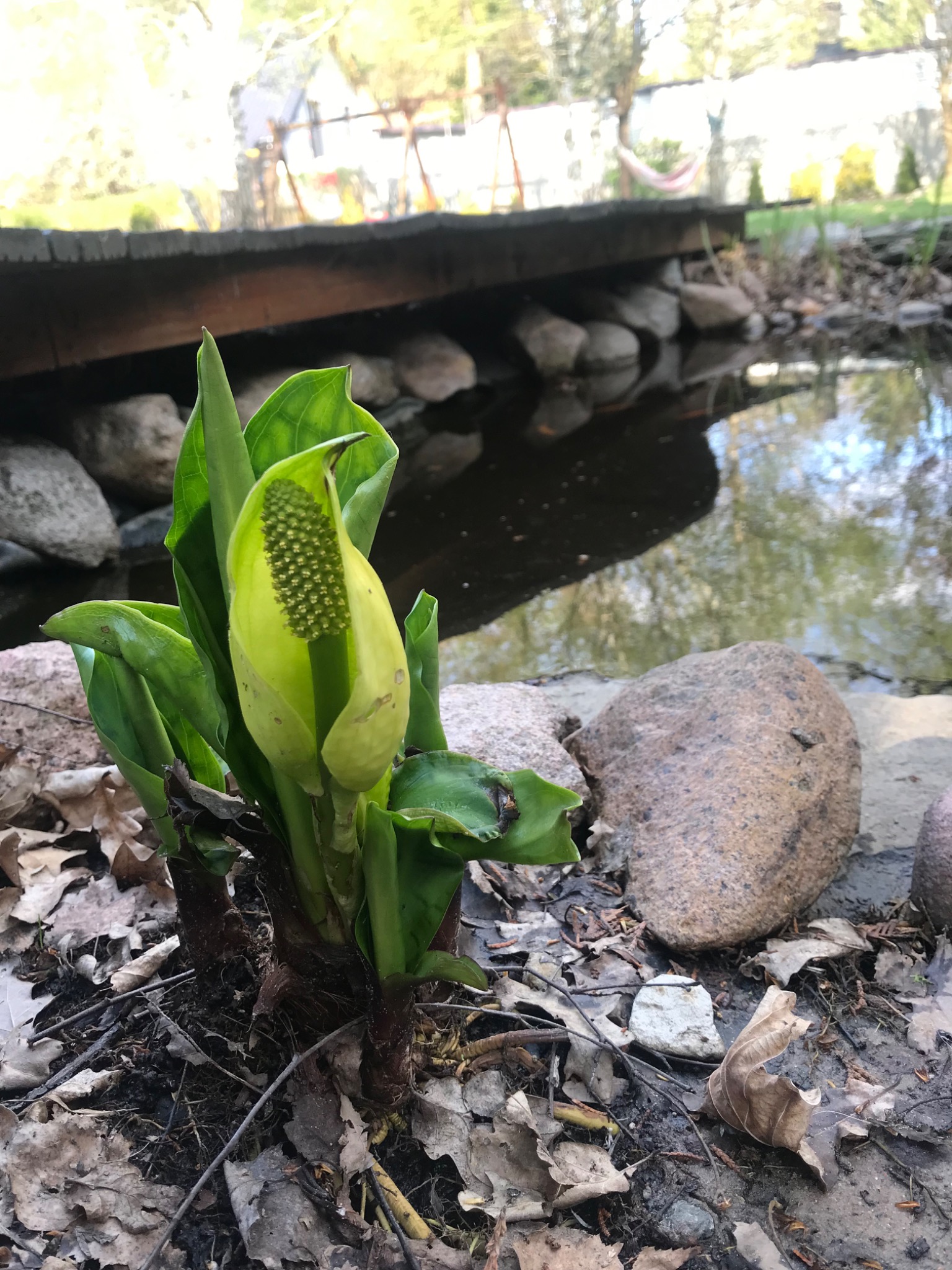 Żółto-zielona roślina z kolbowatym kwiatostanem na tle oczka wodnego z drewnianym mostkiem i kamieniami, otoczona opadłymi liśćmi.