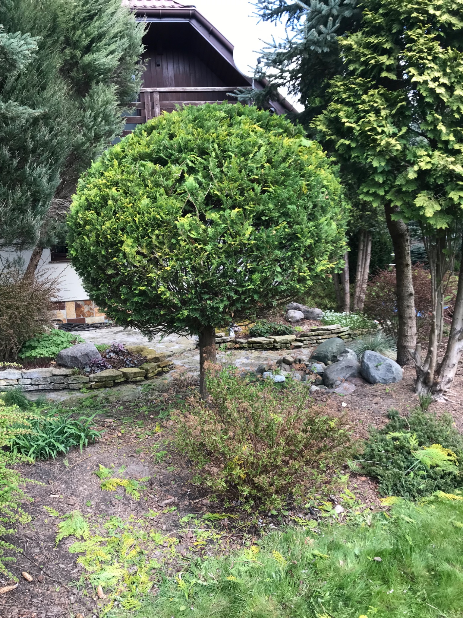 Okrągła tuja na pniu w ogrodzie z kamienną ścieżką i niskimi murkami z kamienia, na trawniku widać żółknące igliwie.