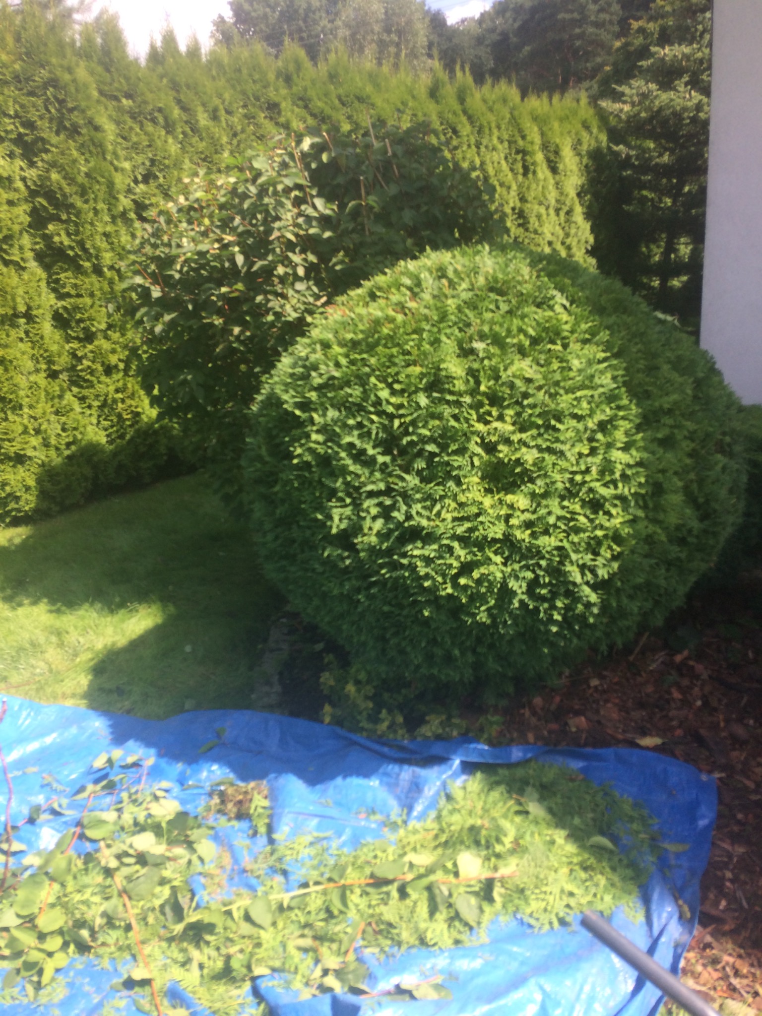 Kula z iglaków, świeżo po formowaniu, z resztkami gałązek na niebieskiej plandece obok, otoczona żywopłotem z tui.