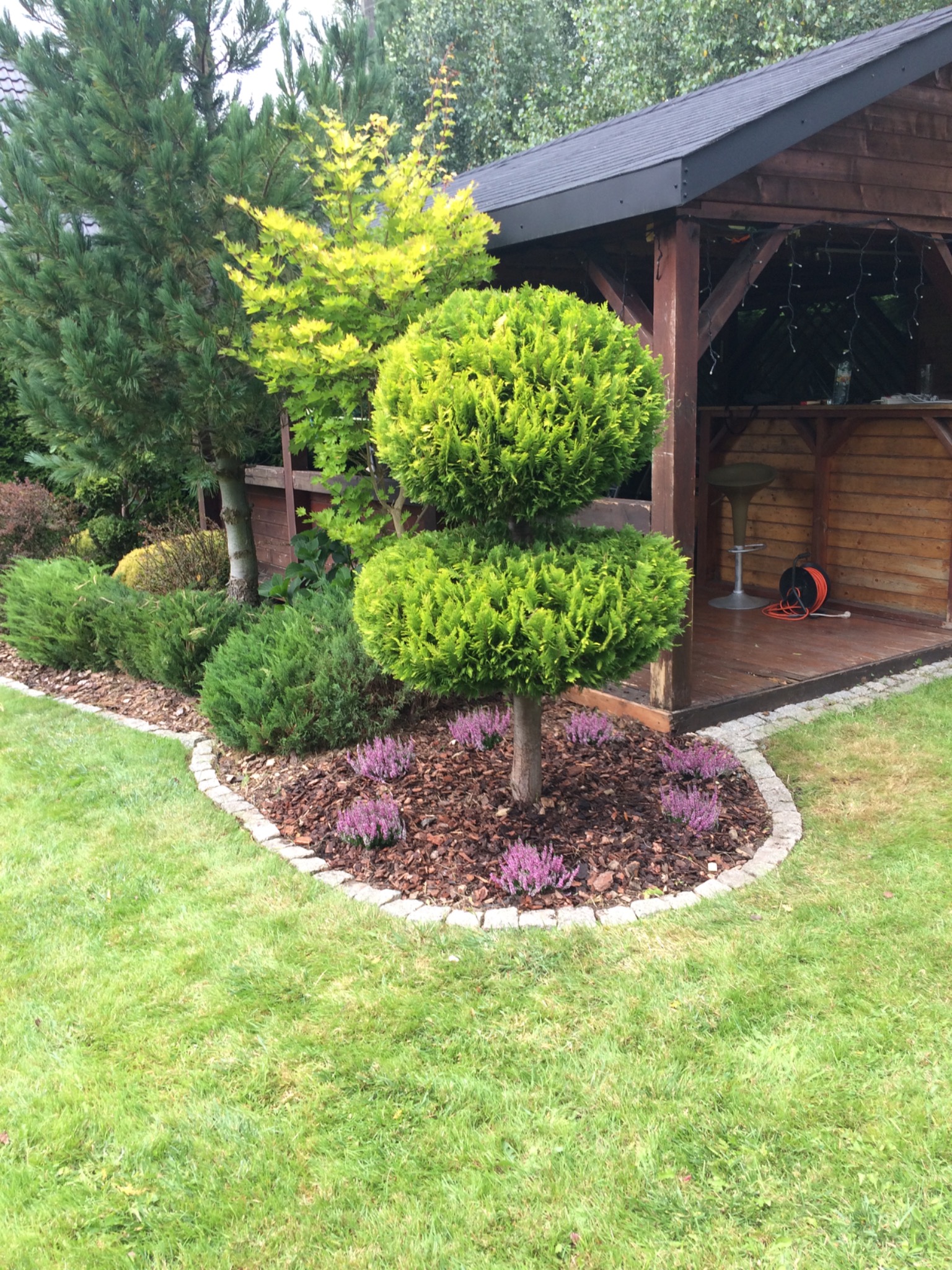 Ogród z formowanymi krzewami, drzewami iglastymi i rabatą z wrzosami, w tle drewniana altana z oświetleniem.