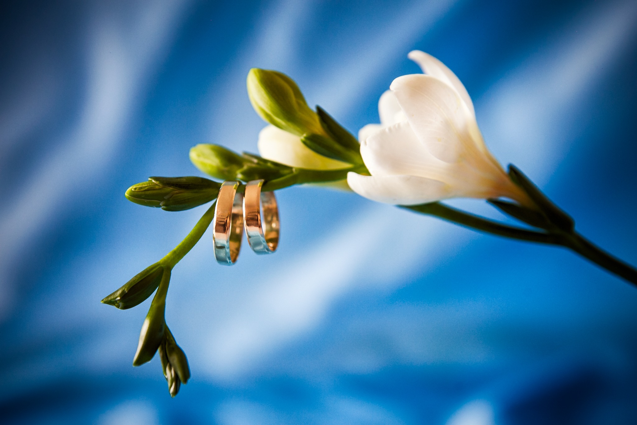 Dwa złote pierścionki ślubne zawieszone na gałązce białej frezji na rozmytym, błękitnym tle.