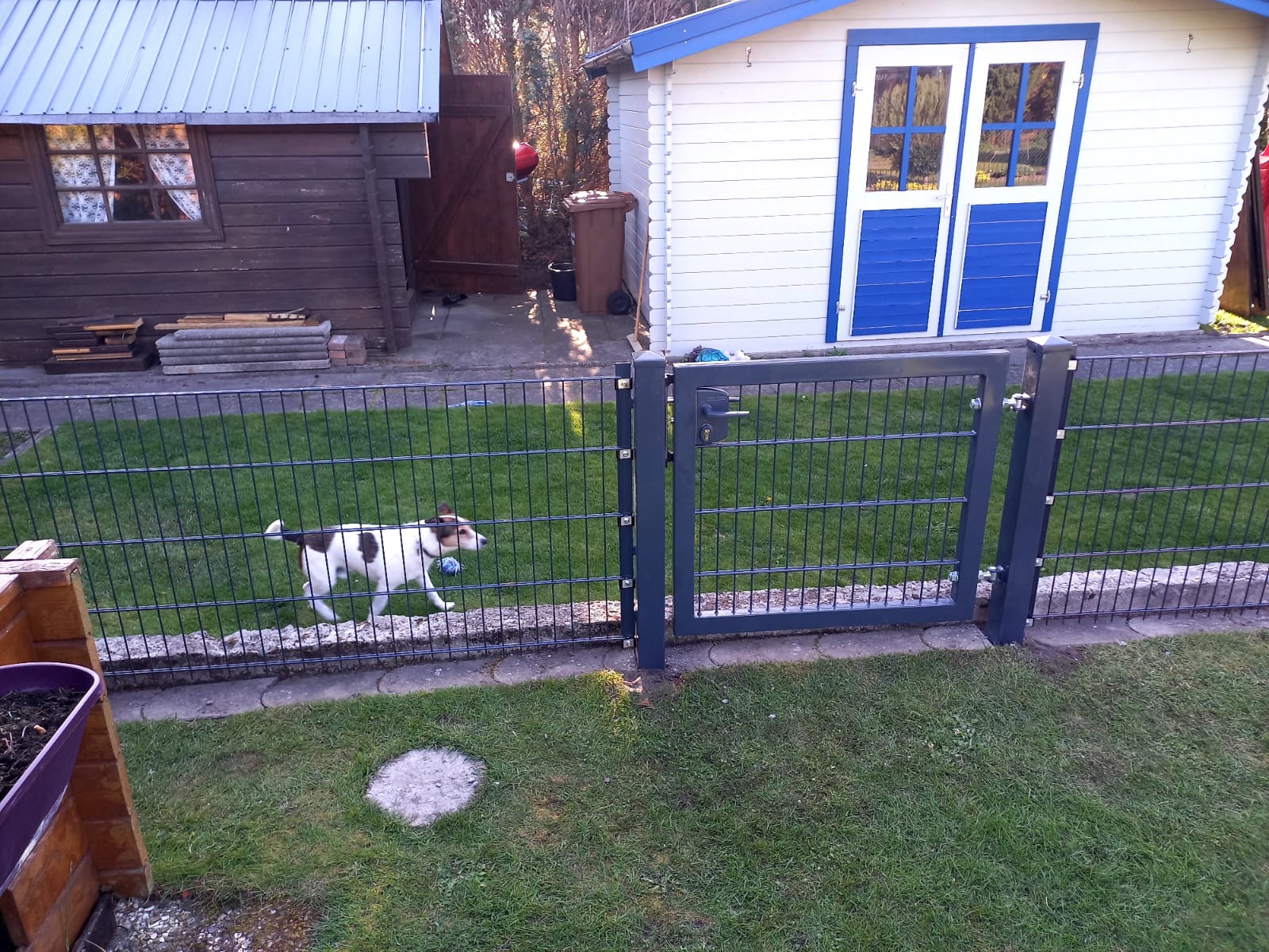 Grafitowa brama panelowa i ogrodzenie panelowe z widocznym psem rasy Jack Russell Terrier na tle dwóch drewnianych domków ogrodowych.