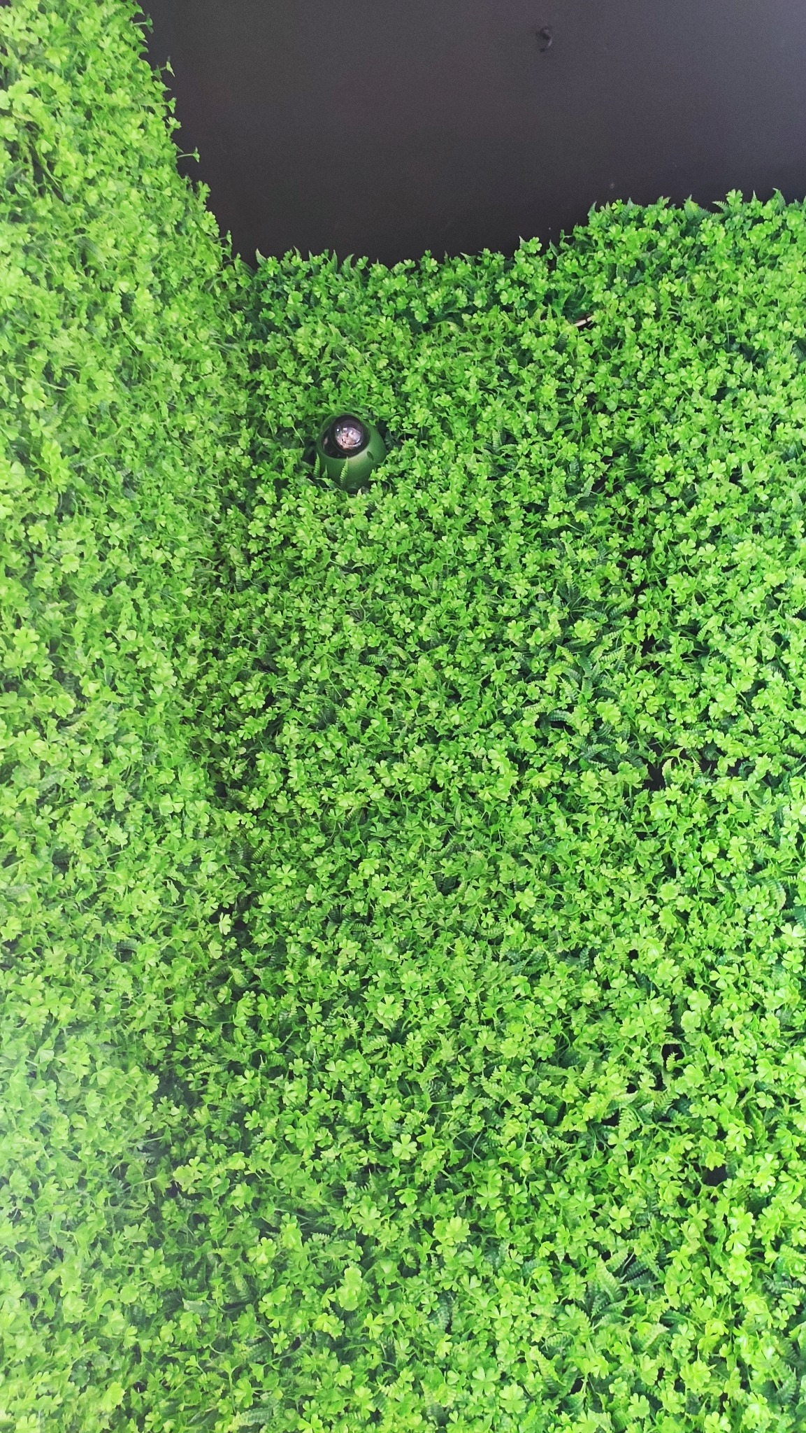 Kamera monitoringu dyskretnie ukryta w ścianie z zielonej sztucznej roślinności na ciemnym tle.