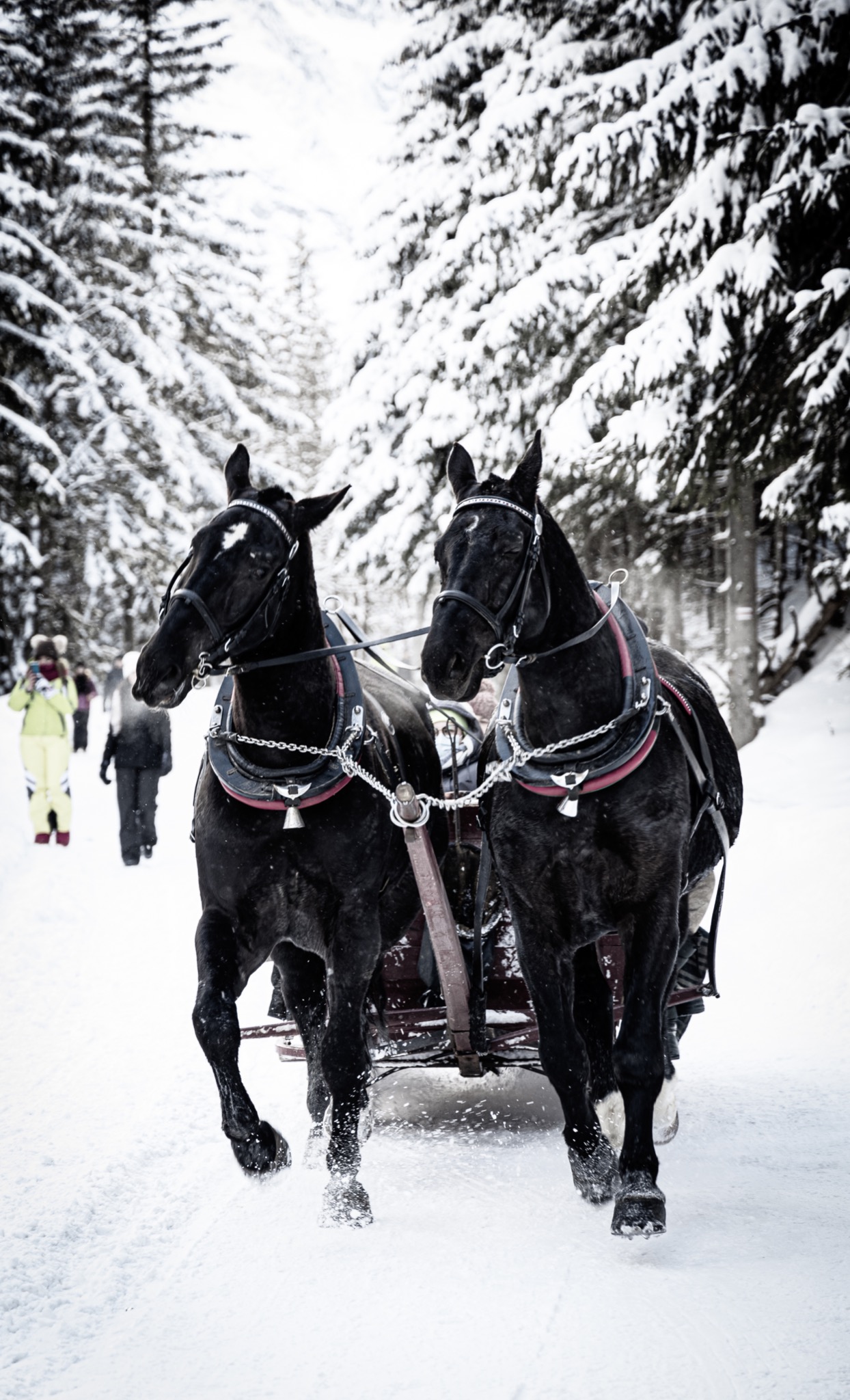 Dwa czarne konie w uprzęży ciągną sanie po śnieżnej drodze w zimowym lesie, w tle widać spacerujących ludzi.