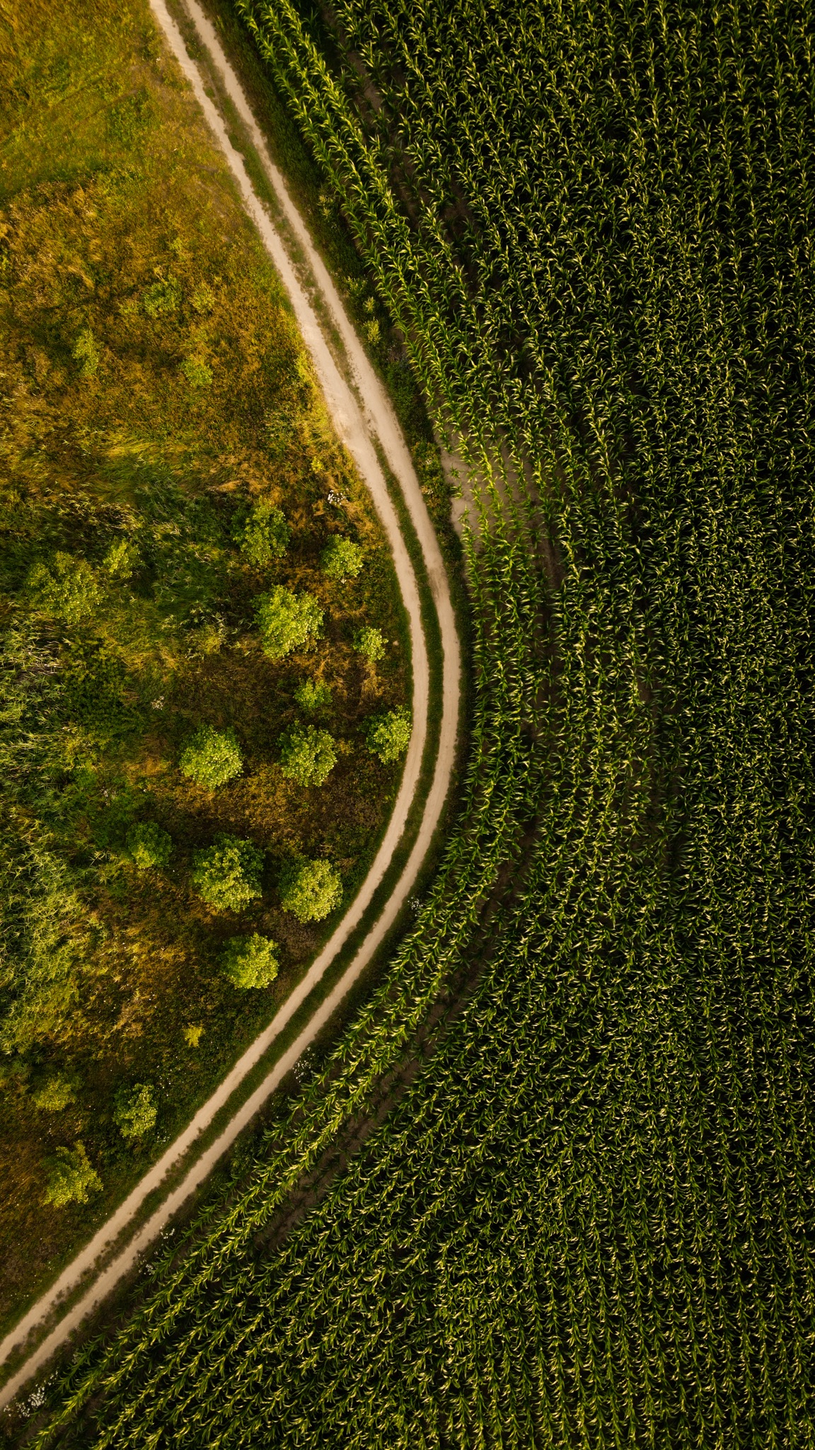 Widok z lotu ptaka na polną drogę wijącą się obok pola kukurydzy, z widocznymi drzewami i krzewami po lewej stronie drogi.