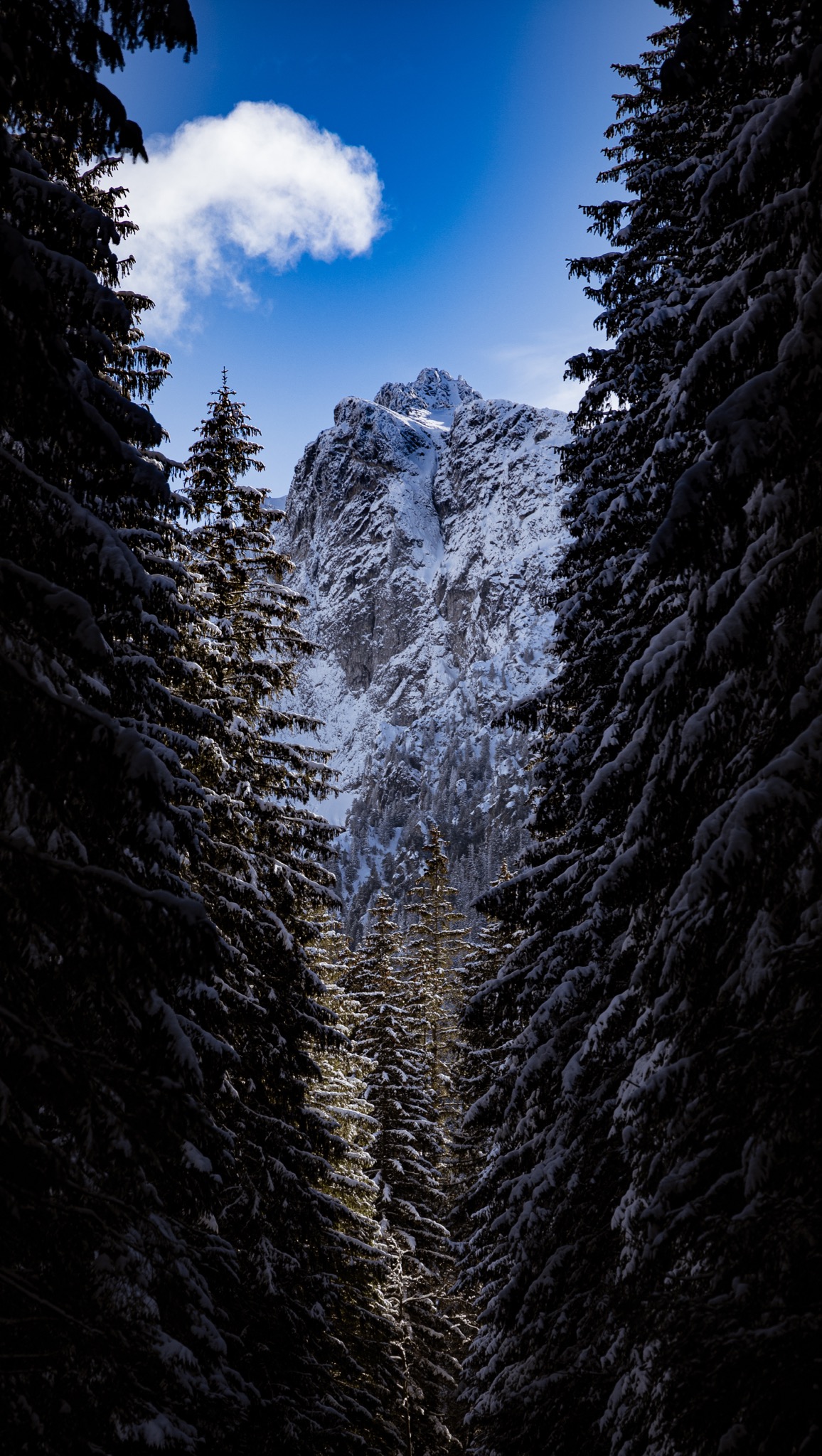 Śnieżny szczyt górski widziany przez ciemny, ośnieżony las iglasty, pojedyncza chmura na błękitnym niebie.