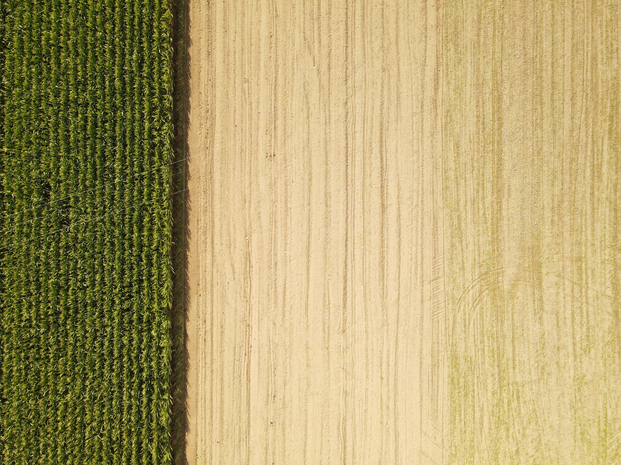 Widok z góry na pole kukurydzy sąsiadujące z polem uprawnym z widocznymi śladami opon.