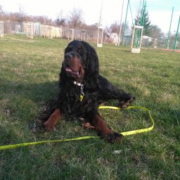 Mój ukochany pies - seter szkocki River