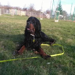 Mój ukochany pies - seter szkocki River