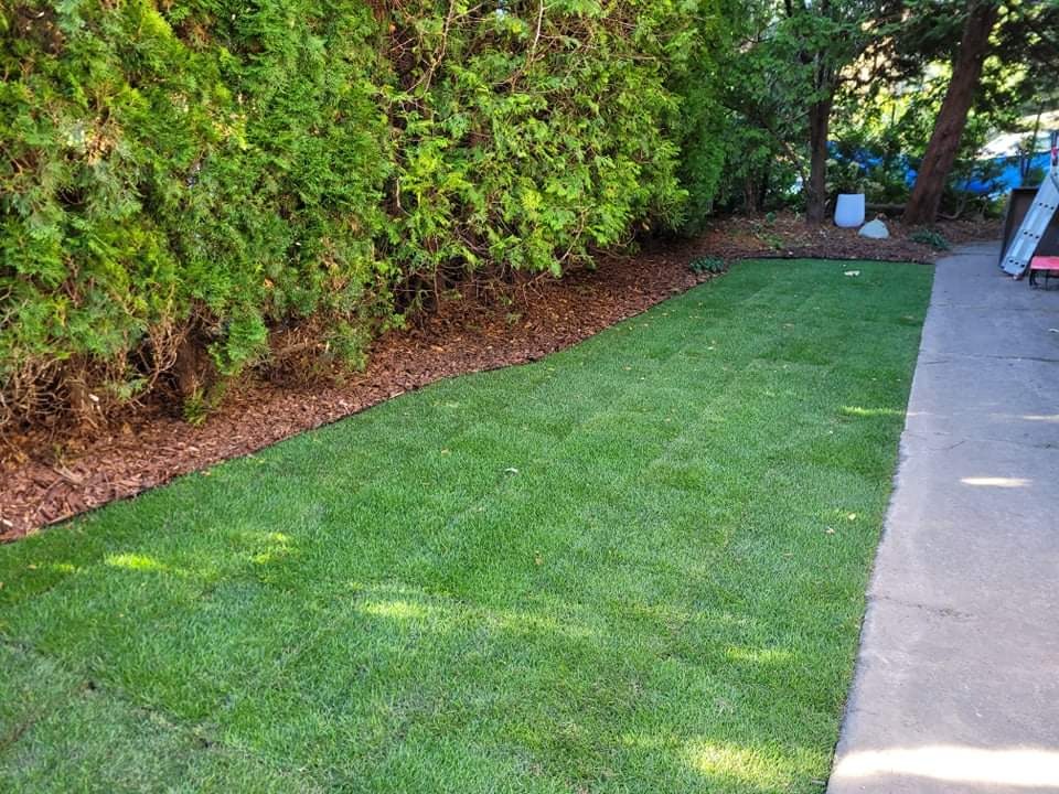 Świeżo ułożona, intensywnie zielona trawa z rolki przylega do obrzeża z kory i żywopłotu z tui, widoczny fragment betonowego chodnika.