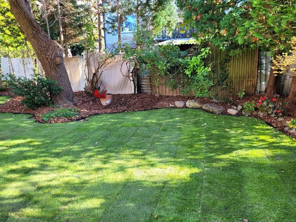 Świeżo założony trawnik z rolki, obrzeża wykończone korą i kamieniami, widoczne ślady po wałowaniu, w tle płot z desek i drzewa.