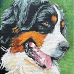 Pies berneński, farby olejne na płótnie.