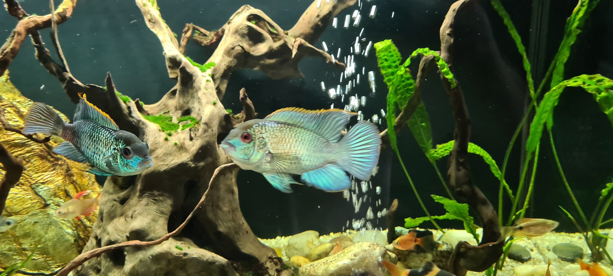 Akwarium z dwoma błękitnymi akary, korzeniami, zielonymi roślinami i bąbelkami powietrza.