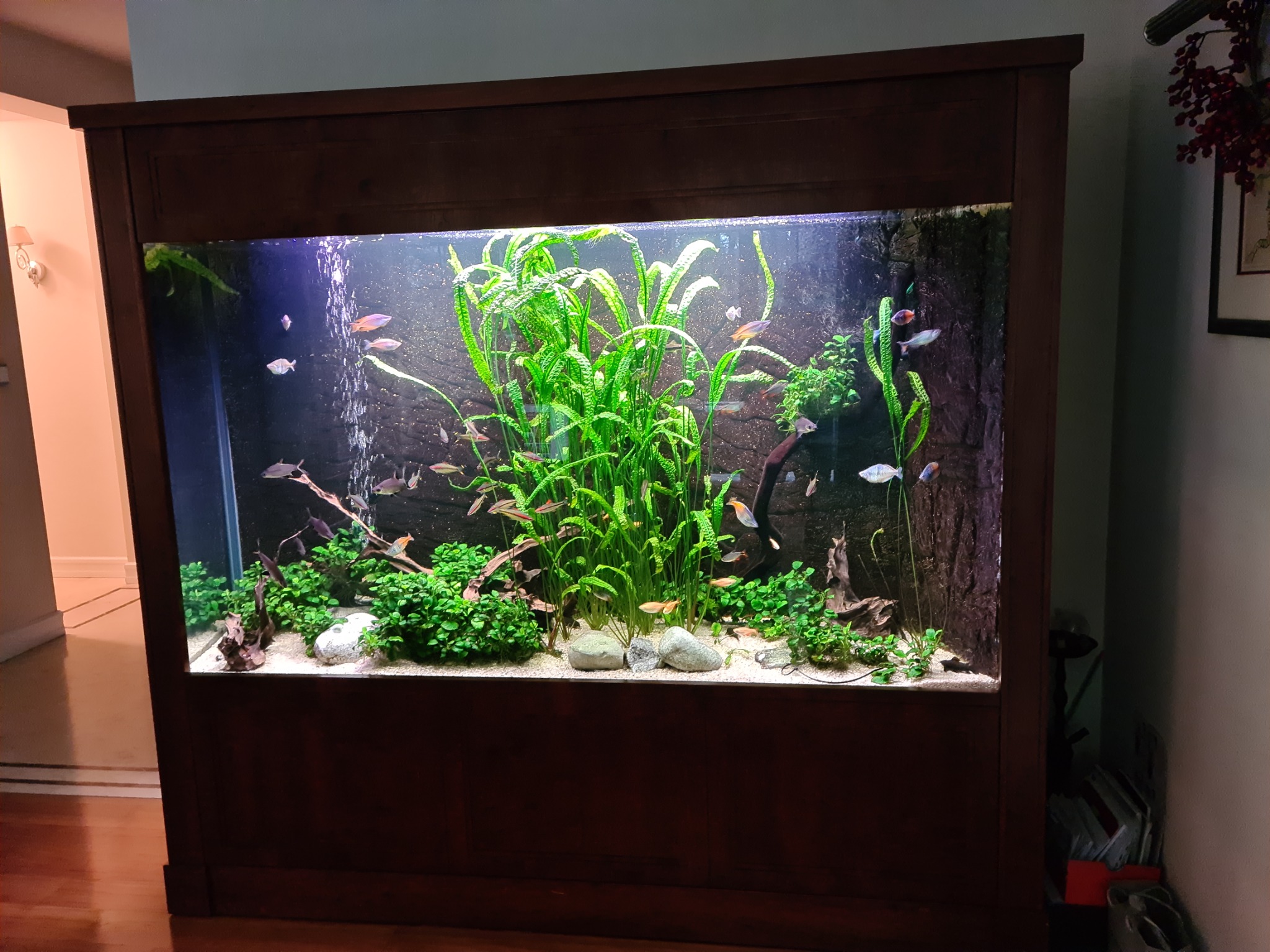 Duże akwarium w obudowie z ciemnego drewna, z bujną roślinnością, licznymi rybami, białym piaskiem i kamieniami na dnie, widoczne bąbelki powietrza.