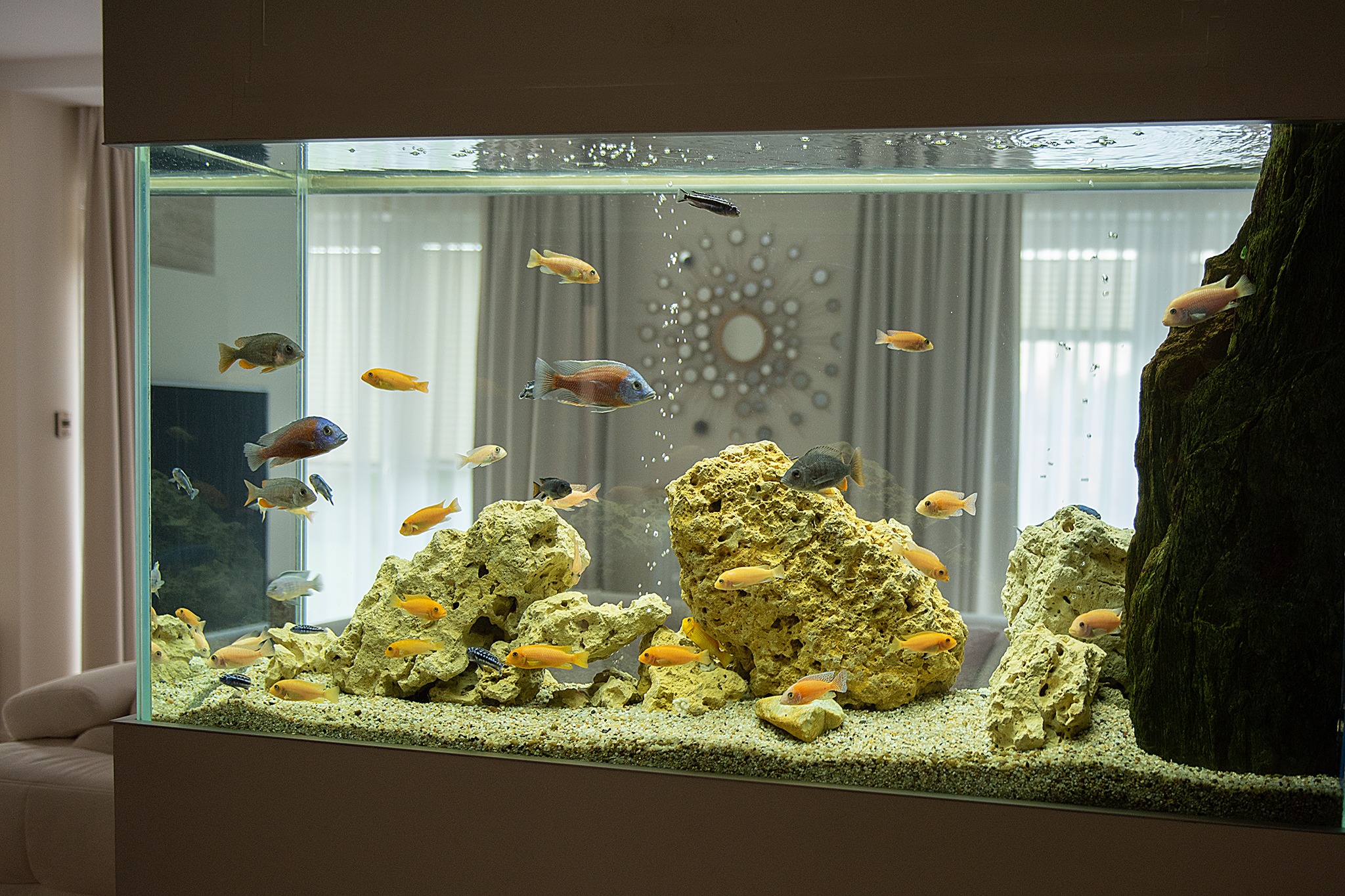 Duże akwarium z afrykańskimi pielęgnicami, żółtymi skałami i korzeniem obrośniętym mchem, ustawione w salonie z dekoracyjnym lustrem na ścianie.