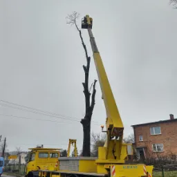 Wycinka dęb&oacute;w