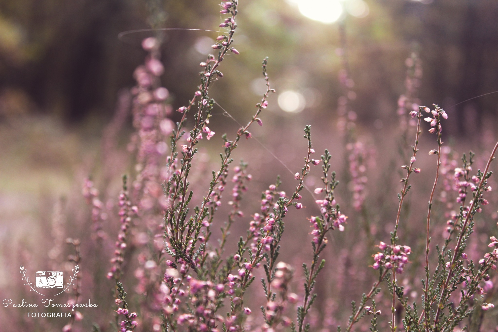Pole wrzosów w delikatnym, rozmytym świetle, z pajęczyną rozpiętą między gałązkami i logo fotografa w lewym dolnym rogu.