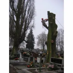 Wycinka drzew, krzewów Karczowanie terenu Tanio