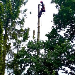 Wycinka drzew Bielawa 1