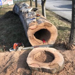 Węgrzecki Norbert - Rzeźbiony pień drzewa z wydrążonym wnętrzem, obok piła łańcuchowa i narzędzia. Widoczne wióry i otoczenie drzew. Słoneczny dzień, praca w toku.