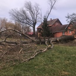 Węgrzecki Norbert - Połamane gałęzie i pień drzewa leżą na trawie przed domem z czerwonej cegły. Widoczne świeże cięcia i pozostałości po wycince.