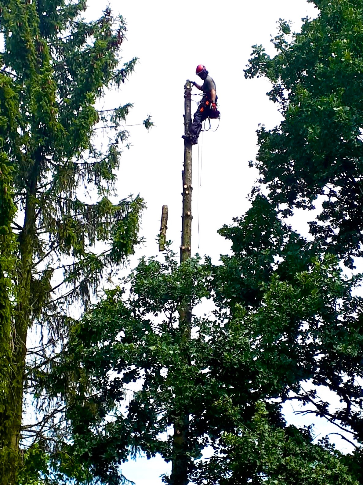 Arborysta w kasku i uprzęży, na wysokim pniu po wycince drzewa, otoczony zielenią innych drzew. Widok z dołu,  jasne niebo w tle.