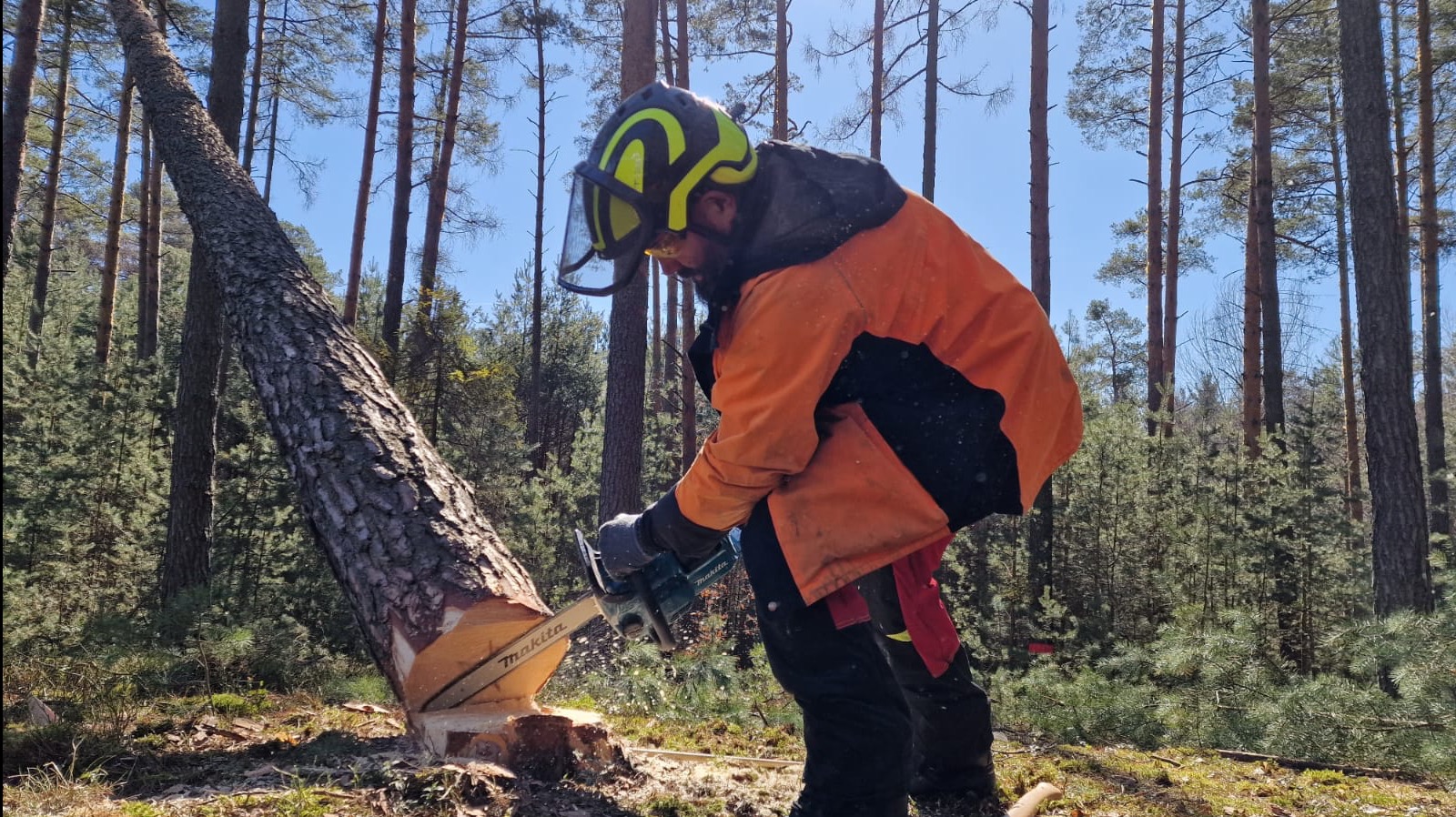 Pracownik w kasku i z piłą Makita tnie pochylone drzewo w lesie. W tle wysokie sosny i błękitne niebo. Widoczne wióry i świeżo ścięty pień.