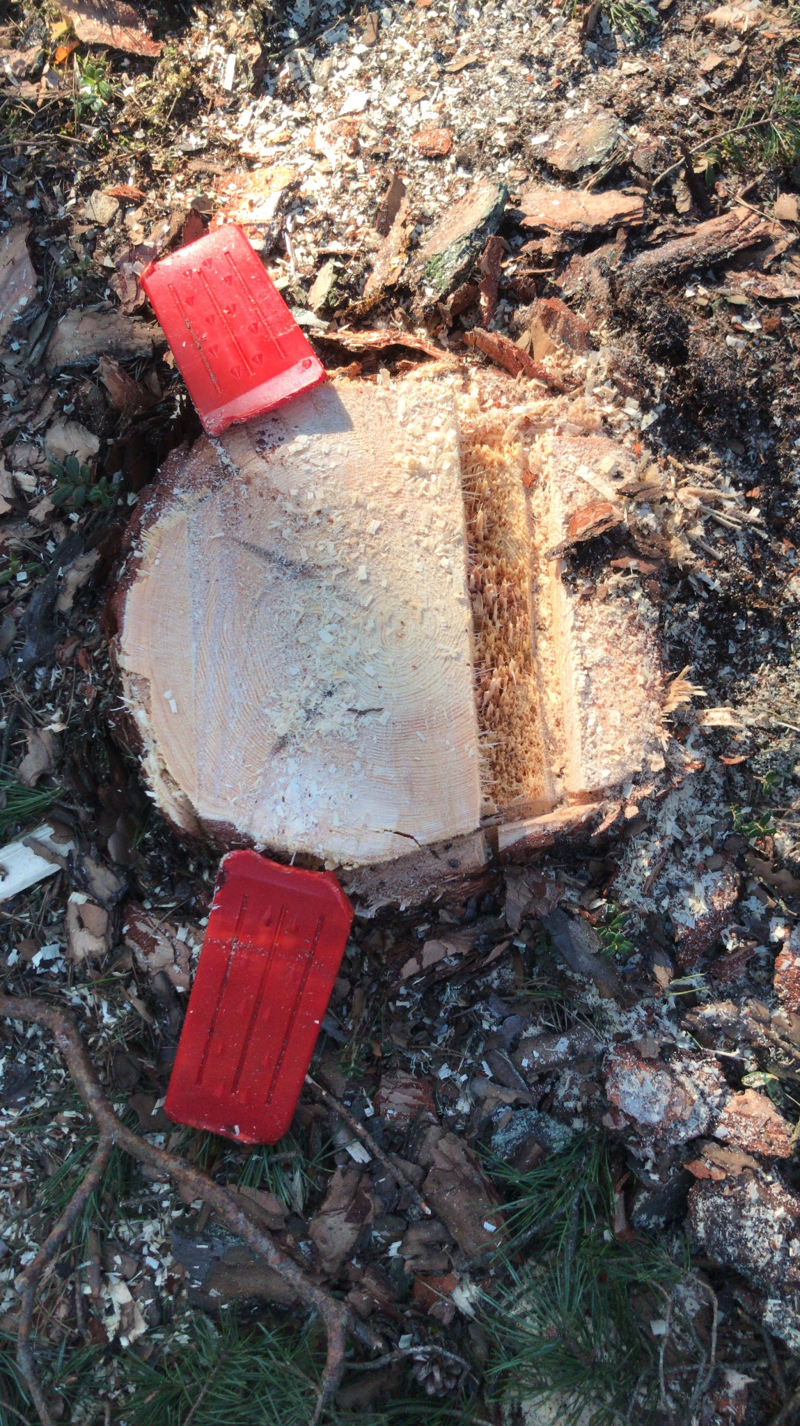 Świeżo ścięty pień drzewa z dwoma czerwonymi klinami do rozłupywania drewna, otoczony korą i trocinami. Widoczne ślady cięcia.