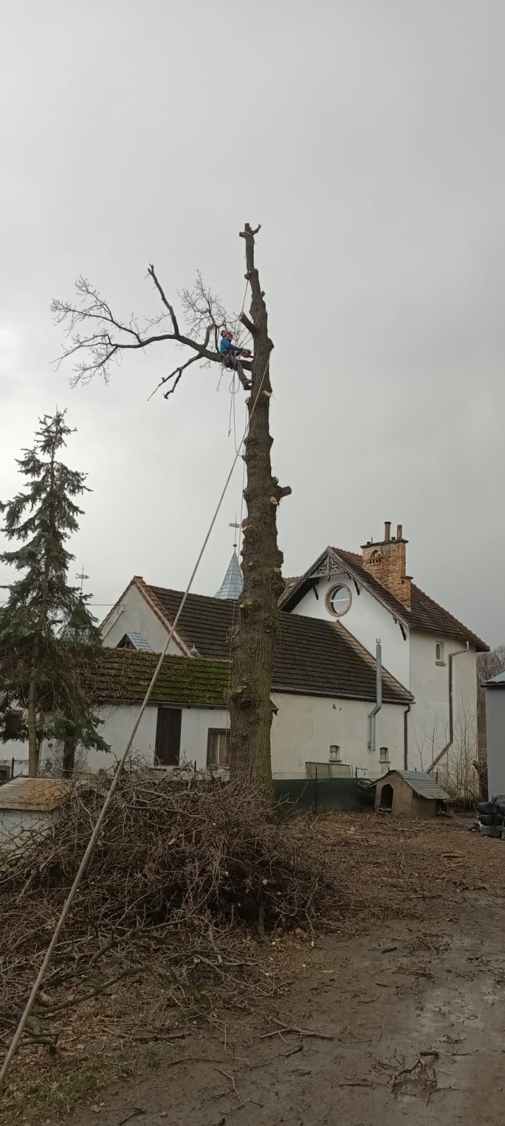 Arborysta w kasku, zabezpieczony liną, przycina wysokie drzewo. U podnóża sterta gałęzi, w tle budynek z wieżyczką i spadzistym dachem. Pochmurne niebo.