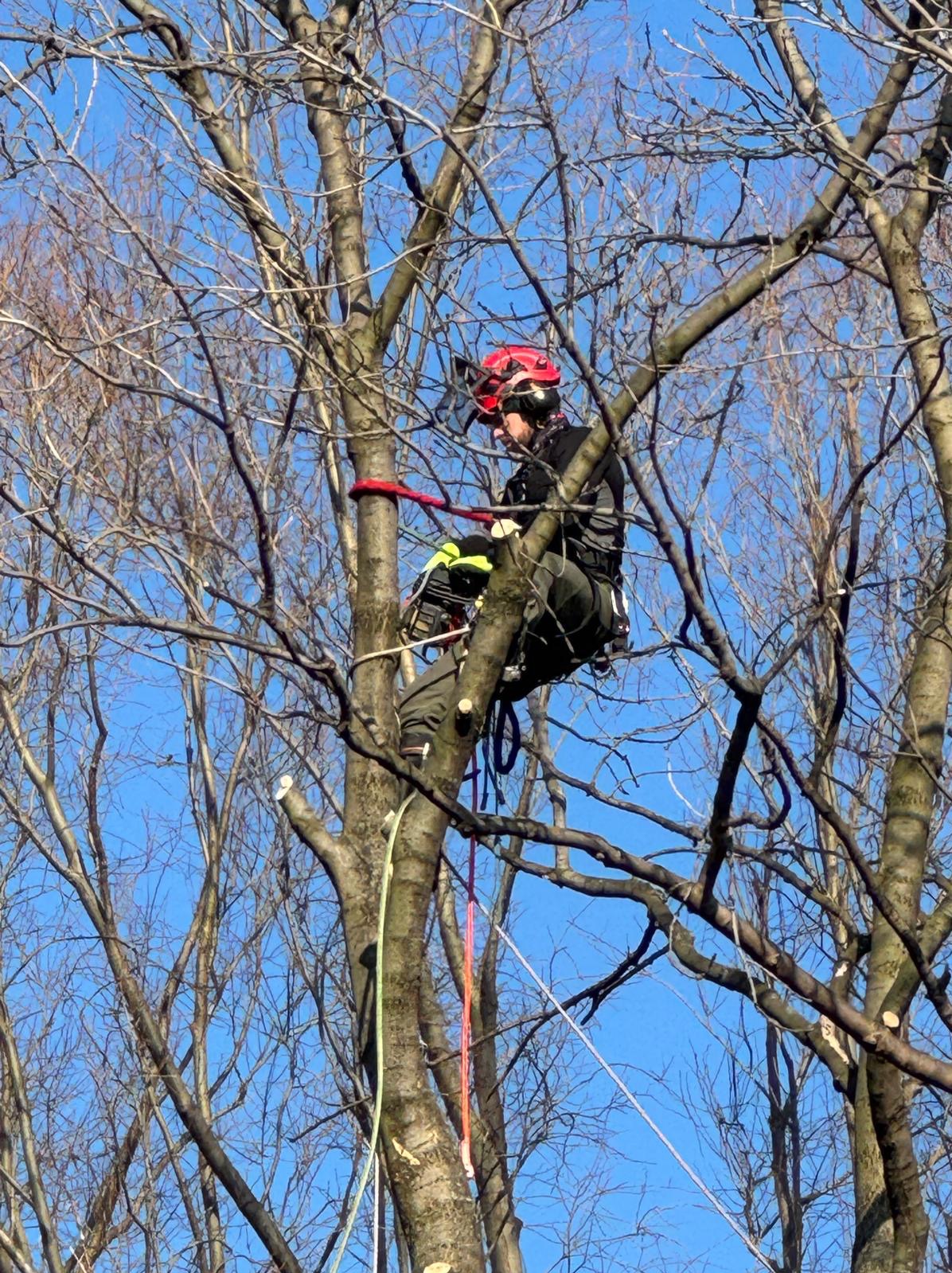 Arborysta w czerwonym kasku, zabezpieczony linami, przycina gałęzie drzewa piłą łańcuchową na tle błękitnego nieba. Widoczne gołe gałęzie.