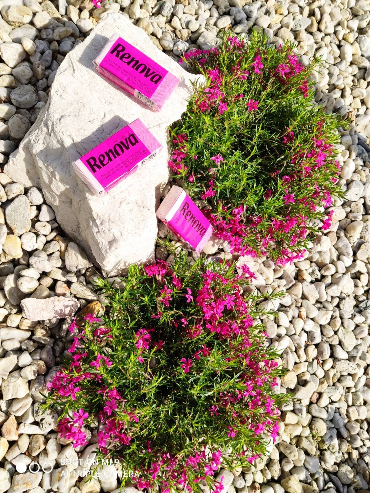 Trzy opakowania chusteczek higienicznych Renova leżące na białym kamieniu i wśród zielonych krzewów z różowymi kwiatami, na tle żwirowego podłoża.
