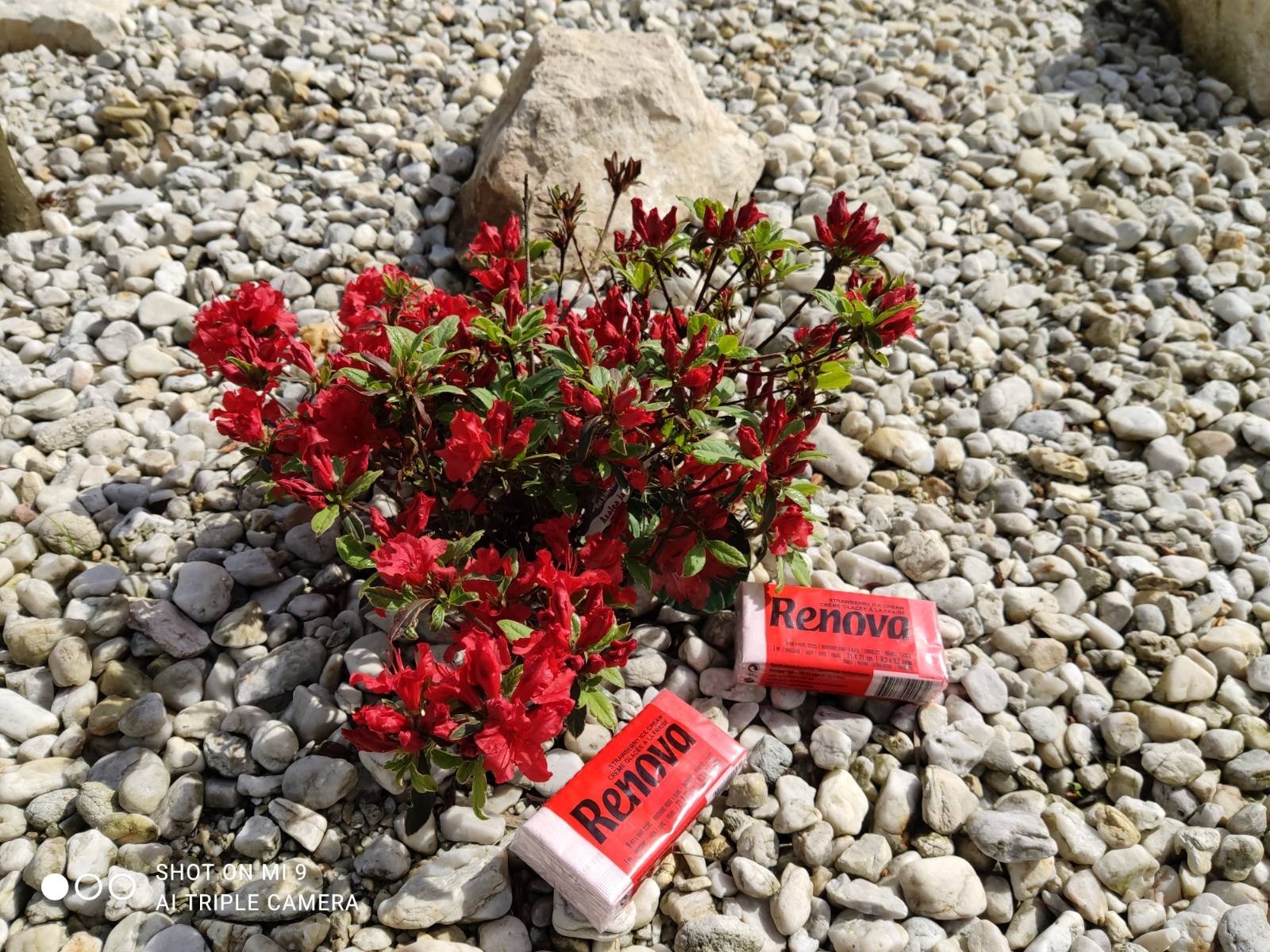 Dwa opakowania chusteczek higienicznych Renova leżące na białych kamieniach obok krzewu czerwonych kwiatów, w tle duży kamień.