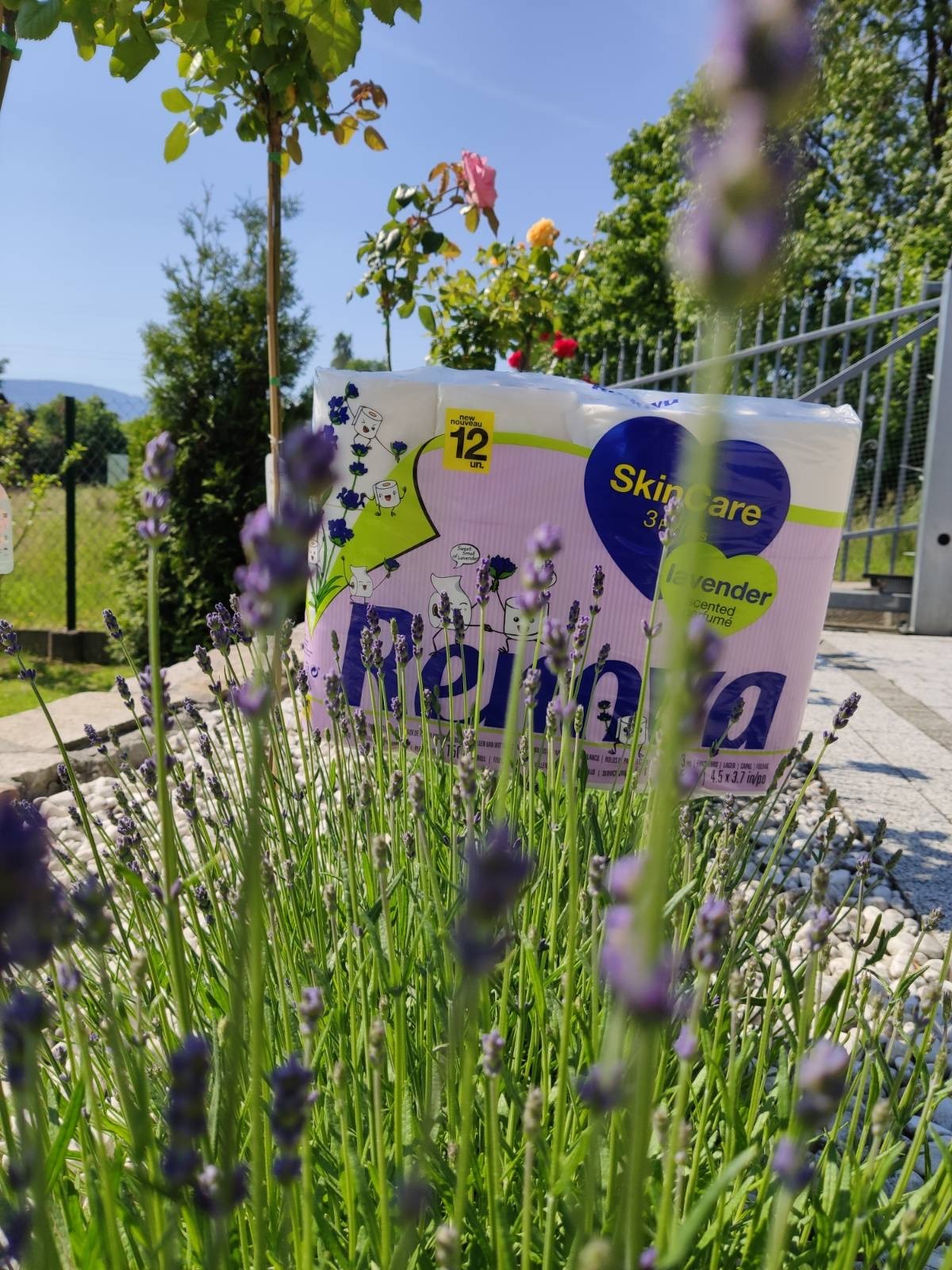 Opakowanie lawendowego papieru toaletowego Regina SkinCare 3-warstwowego, 12 rolek, umieszczone w kępie kwitnącej lawendy na tle ogrodu z różami i gór.