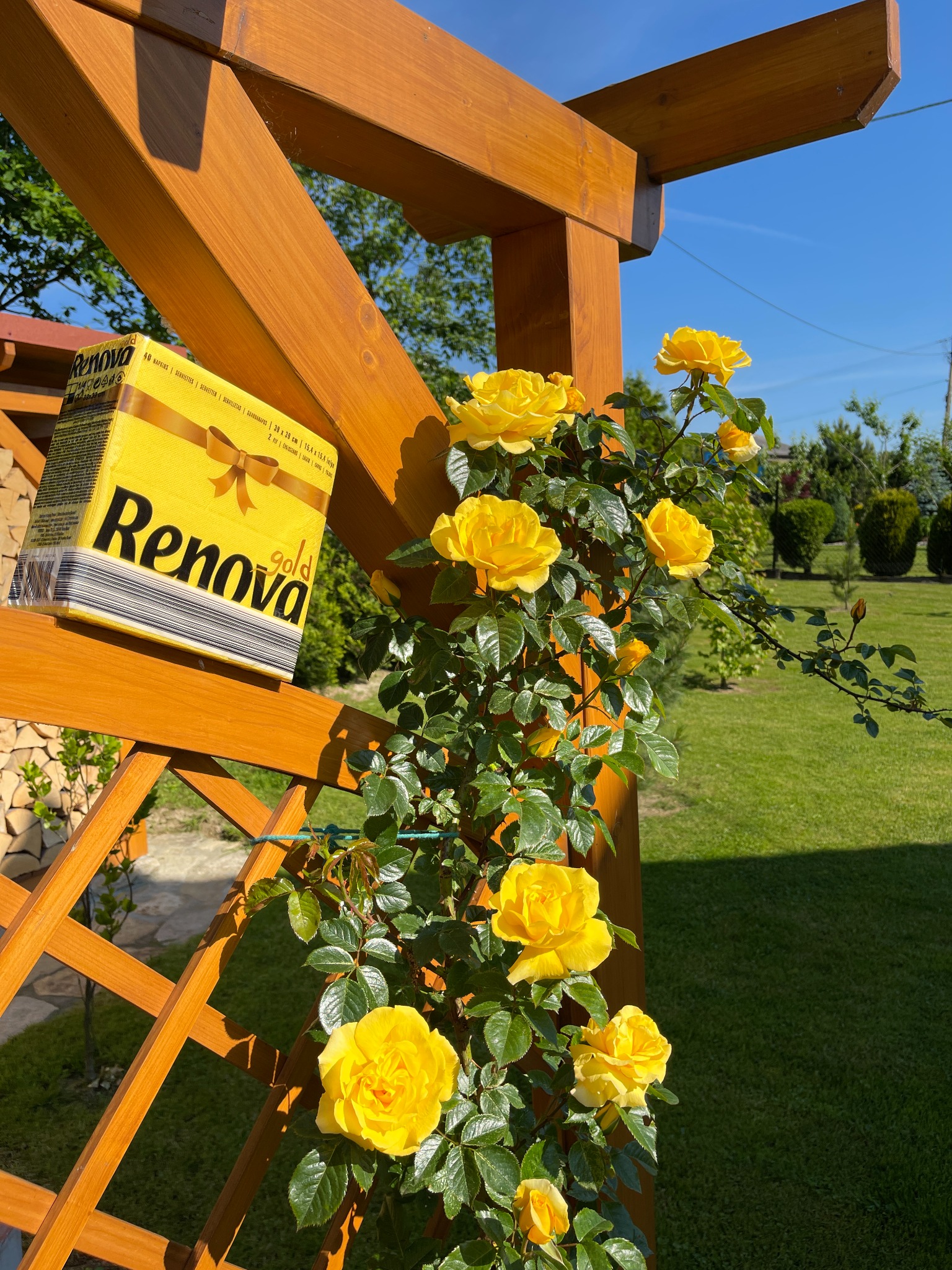Żółte serwetki Renova Gold na drewnianej pergoli oplecionej kwitnącą różą w słoneczny dzień.