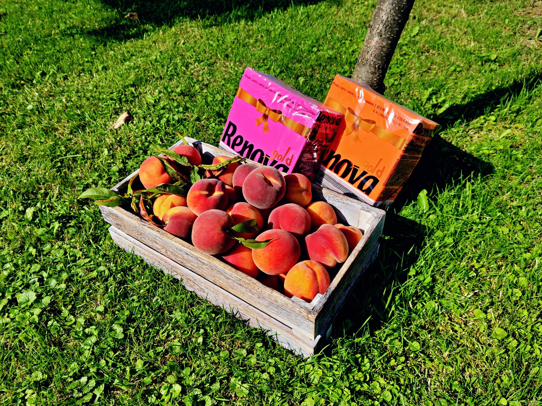 Drewniana skrzynka pełna świeżych brzoskwiń na trawie, obok dwa opakowania chusteczek higienicznych Renova Gold w różowym i pomarańczowym opakowaniu, opartych o pień drzewa.