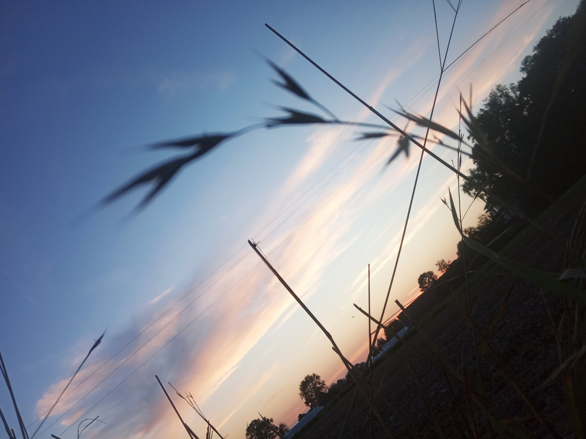 zdjęcie robione podczas spaceru z pieskiem